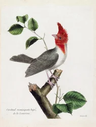 Zoologisk kort (ornitologi): Dominikanske kardinal Hupe (parare huppe eller paroaria coronata) på en gren. Illustration i "Fuglenes historie, malet i deres udseende og følsomme aspekter" af Francois Nicolas Martinet (1731-1800). Private samlinger