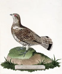 Zoologisk diagram (ornitologi): Hungelinotte (trægelinotte eller bonasia bonasia). Illustration i "Fuglenes historie, malet i deres udseende og følsomme aspekter" af Francois Nicolas Martinet (1731-1800). Privat samling.