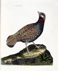 Zoologisk tavle (ornitologi): frankolin (sort frankolin eller Francolinus francolinus). Illustration i “Fuglenes historie, malet i deres synlige og følsomme aspekter” af François Nicolas Martinet (1731-1800). Privat samling.