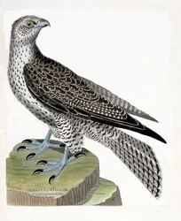Zoologisk kort (ornitologi): Islandsk gerfault (gerfaut falk eller falco rusticolus). Illustration i "Fuglenes historie, malet i deres udseende og følsomme aspekter" af Francois Nicolas Martinet (1731-1800). Privat samling.