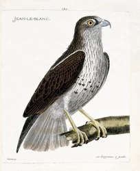 Zoologisk kort (ornitologi): Jean-le-Blanc eller Jean le Blanc (circaete Jean Le Blanc eller circaetus gallicus) på en gren. Illustration i "Fuglenes historie, malet i deres udseende og følsomme aspekter" af Francois Nicolas Martinet (1731-1800)