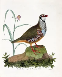 Zoologisk kort (ornitologi): La agerhøne rouge de France, han (rød agerhøne eller alectoris rufa). Illustration i "Fuglenes historie, malet i deres udseende og følsomme aspekter" af Francois Nicolas Martinet (1731-1800). Privat samling.