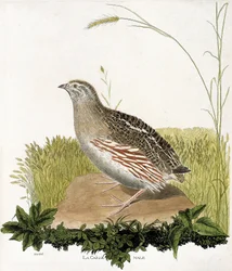 Zoologisk kort (ornitologi): Hanvagtler (ble vagtel eller coturnix coturnix). Illustration i "Fuglenes historie, malet i deres udseende og følsomme aspekter" af Francois Nicolas Martinet (1731-1800). Privat samling.