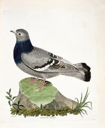 Zoologisk kort (ornitologi): Due biset (Columbia livia). Illustration i "Fuglenes historie, malet i deres udseende og følsomme aspekter" af Francois Nicolas Martinet (1731-1800). Privat samling.