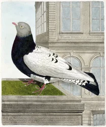 Zoologisk kort (ornitologi): Den romerske due (columba livia). Illustration i "Fuglenes historie, malet i deres udseende og følsomme aspekter" af Francois Nicolas Martinet (1731-1800). Privat samling.