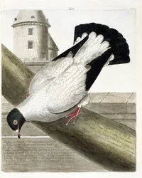 Zoologisk kort (ornitologi): Slagskibsduen (columba livia). Illustration i "Fuglenes historie, malet i deres udseende og følsomme aspekter" af Francois Nicolas Martinet (1731-1800). Privat samling.
