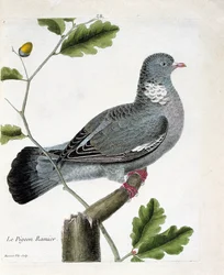 Zoologisk kort (ornitologi): Den forgrenede due (columba palumbus) på en gren. Illustration i "Fuglenes historie, malet i deres udseende og følsomme aspekter" af Francois Nicolas Martinet (1731-1800). Privat samling.