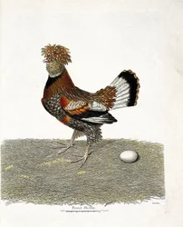 Zoologisk diagram (ornitologi): Kyllingen (tamhøne eller gallus gallus) og dens æg. Illustration i "Fuglenes historie, malet i deres udseende og følsomme aspekter" af Francois Nicolas Martinet (1731-1800). Privat samling.