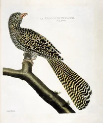 Zoologisk diagram (ornitologi): Gøgen fra Mindanao (kogelgøg eller Eudynamys scolopacea) på en gren. Illustration i "Fuglenes historie, malet i deres udseende og følsomme aspekter" af Francois Nicolas Martinet (1731-1800). Privat indsamling