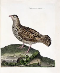 Zoologisk tavle (ornitologi): hunfrankolin (sort frankolin eller Francolinus francolinus). Illustration i “Fuglenes historie, malet i deres fremtrædende og følsomme aspekter” af François Nicolas Martinet (1731-1800). Privat samling.