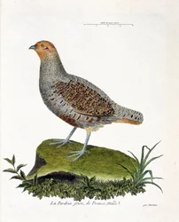 Zoologisk diagram (ornitologi): Frankrigs grå agerhøne, han (gråagerhøne eller agerhøne). Illustration i "Fuglenes historie, malet i deres udseende og følsomme aspekter" af Francois Nicolas Martinet (1731-1800). Privat samling.
