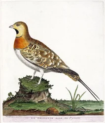 Zoologisk kort (ornitologi): Den mandlige gelinotte i Pyrenæerne (Ganga cata eller pterocles alchata). Illustration i "Fuglenes historie, malet i deres udseende og følsomme aspekter" af Francois Nicolas Martinet (1731-1800). Privat samling.