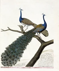 Zoologisk tavle (ornitologi): påfuglen (blå påfugl eller Pavo cristatus). Illustration i „Fuglenes historie, malet i deres fremtrædende og følsomme aspekter“ af François Nicolas Martinet (1731-1800). Privat samling.