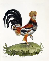 Zoologisk diagram (ornitologi): Hanen (tamhane eller gallus gallus). Illustration i "Fuglenes historie, malet i deres udseende og følsomme aspekter" af Francois Nicolas Martinet (1731-1800). Privat samling.