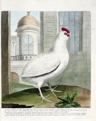 Zoologisk diagram (ornitologi): Virginia-høne eller høns uden rumpe (tamhøne iu gallus gallus). Illustration i "Fuglenes historie, malet i deres udseende og følsomme aspekter" af Francois Nicolas Martinet (1731-1800). Privat samling.