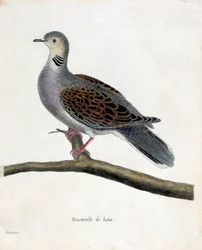 Zoologisk kort (ornitologi): Skovdue (skovdue eller streptopelia turtur) på en gren. Illustration i "Fuglenes historie, malet i deres udseende og følsomme aspekter" af Francois Nicolas Martinet (1731-1800). Privat samling.