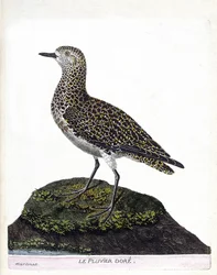 Zoologisk diagram (ornitologi): casoar (casoar en hjelm eller cassuarius cassuarius). Illustration i "Fuglenes historie, malet i deres udseende og følsomme aspekter" af Francois Nicolas Martinet (1731-1800). Privat samling.
