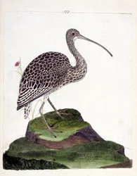 Zoologisk kort (ornitologi): krølle (krølleaske eller numenius arquata). Illustration i "Fuglenes historie, malet i deres udseende og følsomme aspekter" af Francois Nicolas Martinet (1731-1800). Privat samling.