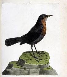 Zoologisk tavle (ornitologi): hunsolsort (Turdus merula). Illustration i „Fuglenes historie, malet i deres fremtrædende og følsomme aspekter“ af François Nicolas Martinet (1731-1800). Privat samling.