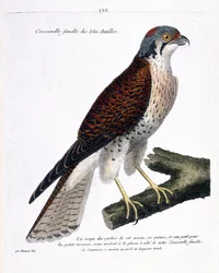 Zoologisk kort (ornitologi): hunkarse fra de caribiske øer (amerikansk crecerella eller falco sparverius) på en gren. Illustration i "Fuglenes historie, malet i deres udseende og følsomme aspekter" af Francois Nicolas Martinet (1731-180)