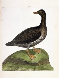 Zoologisk diagram (ornitologi): hunedderfugl (edderfugl en dun eller somateria mollissima). Illustration i "Fuglenes historie, malet i deres udseende og følsomme aspekter" af Francois Nicolas Martinet (1731-1800). Privat samling.