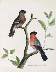 Zoologisk diagram (ornitologi): fra bund til top: mandlige og kvindelige bouvreil (pæon bouvreil eller pyrrhula pyrrrhula) på en gren. Illustration i "Fuglenes historie, malet i deres udseende og følsomme aspekter" af Francois Nicolas Martinet (1731)