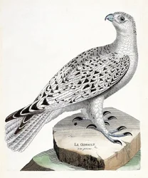 Zoologisk kort (ornitologi): gerfault (gerfaut falk eller falco rusticolus). Illustration i "Fuglenes historie, malet i deres udseende og følsomme aspekter" af Francois Nicolas Martinet (1731-1800). Privat samling.