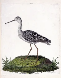 Zoologisk kort (ornitologi): grå pram (rød pram eller limosa lapponica). Illustration i "Fuglenes historie, malet i deres udseende og følsomme aspekter" af Francois Nicolas Martinet (1731-1800). Privat samling.