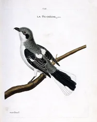 Zoologisk diagram (ornitologi): grå grieche (grå tobbe eller lanius excubitor) på en gren. Illustration i "Fuglenes historie, malet i deres udseende og følsomme aspekter" af Francois Nicolas Martinet (1731-1800). Privat samling.