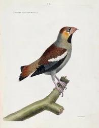 Zoologisk diagram (ornitologi): stort næb (grosbeak) eller kerner (coccauthrausts) på en gren. Illustration i "Fuglenes historie, malet i deres udseende og følsomme aspekter" af Francois Nicolas Martinet (1731-1800). Privat samling.
