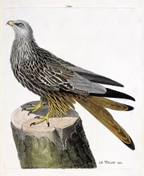 Zoologisk diagram (ornitologi): Milan mand (kongelig eller milvus milvus). Illustration i "Fuglenes historie, malet i deres udseende og følsomme aspekter" af Francois Nicolas Martinet (1731-1800). Privat samling.