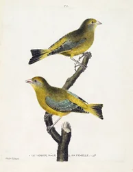 Zoologisk diagram (ornitologi): mandlige og kvindelige verdier (europæisk verdier eller carduelis chloris) på en gren. Illustration i "Fuglenes historie, malet i deres udseende og følsomme aspekter" af Francois Nicolas Martinet (1731-1800). Privat saml