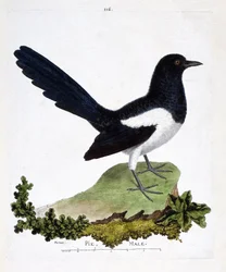 Zoologisk diagram (ornitologi): hanskader eller snakkesalig tærte (pica pica). Illustration i "Fuglenes historie, malet i deres udseende og følsomme aspekter" af Francois Nicolas Martinet (1731-1800). Privat samling.