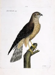 Zoologisk diagram (ornitologi): mandlig soubuse (busard saint martin eller circus cyaneus) på en gren. Illustration i "Fuglenes historie, malet i deres udseende og følsomme aspekter" af Francois Nicolas Martinet (1731-1800). Privat samling.