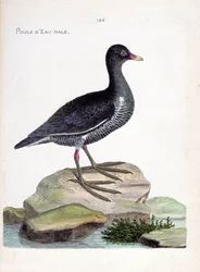 Zoologisk kort (ornitologi): han vandhøne (vandhøne eller gallinula chloropus). Illustration i "Fuglenes historie, malet i deres udseende og følsomme aspekter" af Francois Nicolas Martinet (1731-1800). Privat samling.