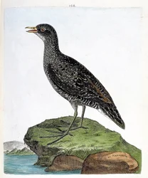 Zoologisk kort (ornitologi): marouette (plet marouette eller porzana porzana). Illustration i "Fuglenes historie, malet i deres udseende og følsomme aspekter" af Francois Nicolas Martinet (1731-1800). Privat samling.