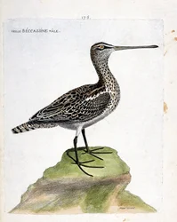 Zoologisk kort (ornitologi): gammel han becassine (marsh becassine eller gallinago gallinago). Illustration i "Fuglenes historie, malet i deres udseende og følsomme aspekter" af Francois Nicolas Martinet (1731-1800). Privat samling.