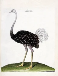 Zoologisk kort (ornitologi): struds (struthio camelus). Illustration i "Fuglenes historie, malet i deres udseende og følsomme aspekter" af Francois Nicolas Martinet (1731-1800). Privat samling.