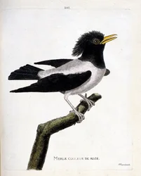 Zoologisk kort (ornitologi): lyserød solsort (rødlig stær eller sturnus roseus) på en gren. Illustration i "Fuglenes historie, malet i deres udseende og følsomme aspekter" af Francois Nicolas Martinet (1731-1800). Privat samling.