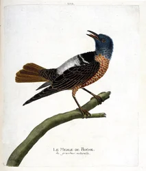 Zoologisk diagram (ornitologi): stensort (stensort eller monticola saxatilis). Illustration i "Fuglenes historie, malet i deres udseende og følsomme aspekter" af Francois Nicolas Martinet (1731-1800). Privat samling.