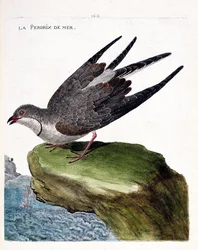 Zoologisk diagram (ornitologi): havagerhøne (glareole en halskæde eller glareola pratincola). Illustration i "Fuglenes historie, malet i deres udseende og følsomme aspekter" af Francois Nicolas Martinet (1731-1800). Privat samling.
