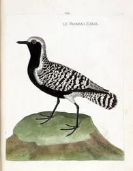 Zoologisk kort (ornitologi): det schweiziske lam (sølvhøne eller pluvialis squatarola). Illustration i "Fuglenes historie, malet i deres udseende og følsomme aspekter" af Francois Nicolas Martinet (1731-1800). Privat samling.