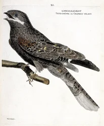 Zoologisk kort (ornitologi): angulventen (europæisk nathøg eller caprimulgus europaeus) på en gren. Illustration i "Fuglenes historie, malet i deres udseende og følsomme aspekter" af Francois Nicolas Martinet (1731-1800). Private samlinger