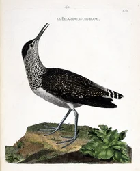 Zoologisk kort (ornitologi): næbbet eller cul-blanc (hvid numse, culblanc ridder eller Tringa ochropus). Illustration i "Fuglenes historie, malet i deres udseende og følsomme aspekter" af Francois Nicolas Martinet (1731-1800). Privat samling