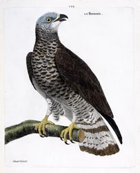 Zoologisk diagram (ornitologi): bondree (apivore bondree eller pernis apivorus) på en gren. Illustration i "Fuglenes historie, malet i deres udseende og følsomme aspekter" af Francois Nicolas Martinet (1731-1800). Privat samling.