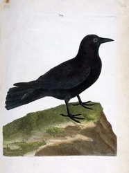 Zoologisk tavle (ornitologi): sortkrage (Corvus corone). Illustration i „Fuglenes historie, malet i deres fremtrædende og følsomme aspekter“ af François Nicolas Martinet (1731-1800). Privat samling.
