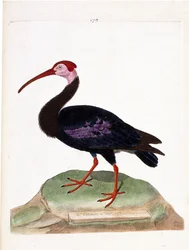 Zoologisk kort (ornitologi): krøllen har et blottet hoved af det gode håbs hue (ibis du cap eller geronticus calvus). Illustration i "Fuglenes historie, malet i deres udseende og følsomme aspekter" af Francois Nicolas Martinet (1731-1800). P
