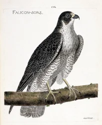 Zoologisk kort (ornitologi): falken kommer ud eller falken ud (pelerinefalk eller falco peregrinus) på en gren. Illustration i "Fuglenes historie, malet i deres udseende og følsomme aspekter" af Francois Nicolas Martinet (1731-1800). Pri