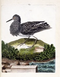 Zoologisk tavle (ornitologi): brushanen eller den mandlige havpåfugl (brushane eller Philomachus pugnax). Illustration i “Fuglenes historie, malet i deres synlige og følsomme aspekter” af François Nicolas Martinet (1731-1800). Privat samling