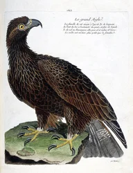 Zoologisk kort (ornitologi): den store ørn (kongeørn eller aquila chrysaetos). Illustration i "Fuglenes historie, malet i deres udseende og følsomme aspekter" af Francois Nicolas Martinet (1731-1800). Privat samling.